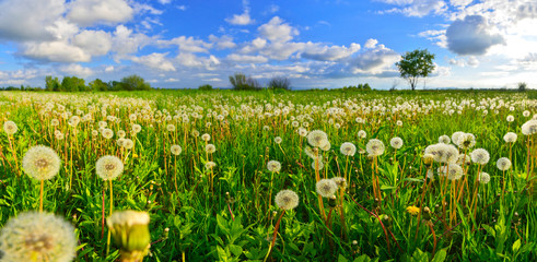 Dandelions