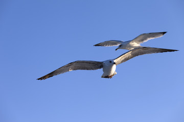 Wall Mural - Seagulls flying at blue clear sky