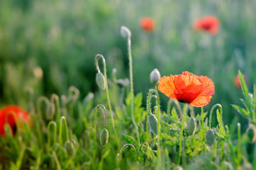 Wall Mural -  Red poppy flowers