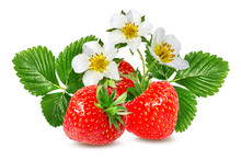 Strawberry And Strawberry Flower Isolated On White