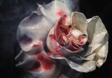 Bloodied Wet Flower Of A Withering White Rose