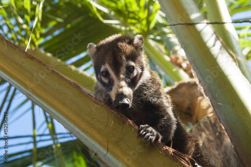 Fotografía Coati Sitting in a Palm Tree