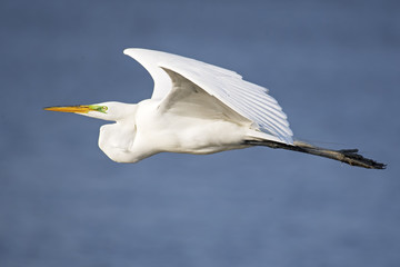 Wall Mural - Great Egret in Flight