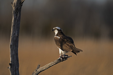 Osprey in Tree with Fish