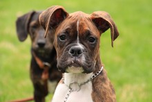 Beautiful Brindle Puppy Enjoys Exploring In The New Spring Season, With His Friend Close Behind.