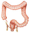 Normal human anatomy of an appendix, colon, and rectum (male or female)..
