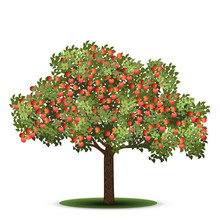 Apple Tree With Red Fruits