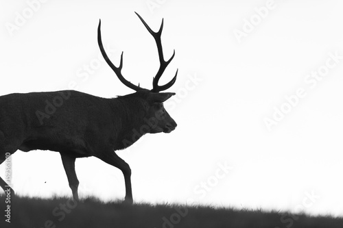 Ombre De Cerf Foto De Stock Adobe Stock Ombre De Cerf Foto De Stock Adobe Stock