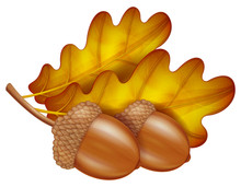 Oak Branch With Acorns And Leaves. Vector Illustration.