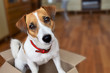 Cute puppy jack russell terrier sitting in a cardboard box    