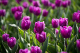 Fototapeta Tulipany - Beautiful purple tulips in nature