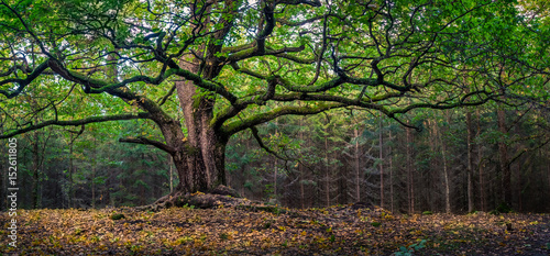 Scenic and big oak at autumn day in Finland. This oak is over 400 years old.