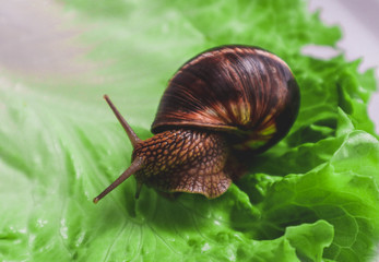 Wall Mural - Wild lovely big beautiful snail eating leaf. Photo depicts one big brown snail with spiral shell in the garden green salad leaf. Macro, close up view.