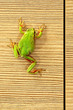 cute green frog on furniture