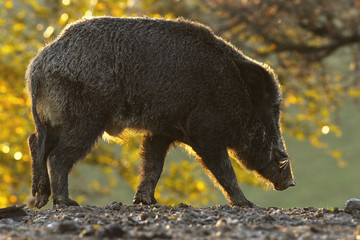 Canvas Print - wild boar in sunset light