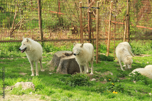 Fotomural pack of white arctic wolves (Canis lupus arctos) in the enclosure in ZOO