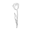 Hand drawn of side view black and white open tulip flower, sketch style vector illustration isolated on white background. hand drawing of tulip flower, decoration element