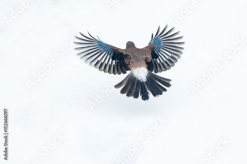 Fotomural Eurasian jay (Garrulus glandarius) flying over snow