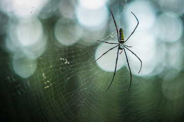 spider