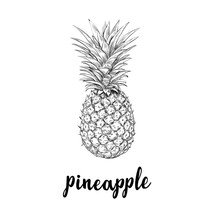 Pineapple Sketch Is A Vintage Drawing. Hand Drawing Vector Illustration Of Pineapple. Lettering