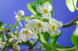 Flowers of bird cherry