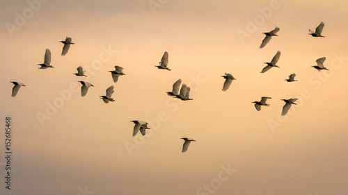 Fotografía A flock of seagulls in the sky at sunset