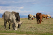 A herd of boran cattle grazing