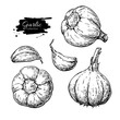 Garlic hand drawn vector illustration set. Isolated Vegetable, c