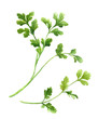 cilantro, coriander twig. Watercolor isolated illustration on white background for coookbook, recipe, menu design