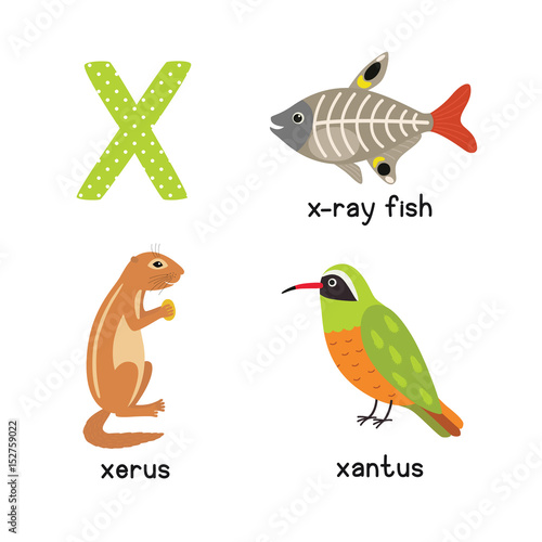 Cute Animal Zoo Alphabet. Letter X for x-ray fish, xantus, xerus Stock