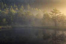 Bog Lake In Morning Fog