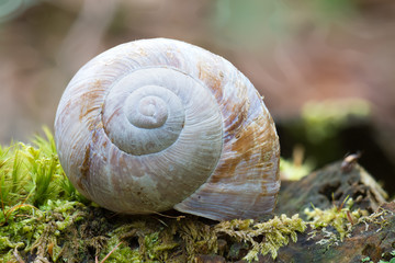 Snail Shell Macro