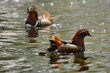 Mandarin duck pair swimming in water