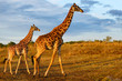 Giraffe with calf in the Masai Mara National Reserve in Kenya