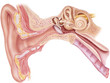 © Judith - Frontal section through the right external, middle, and internal ear.