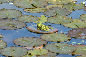 Poster - grenouille