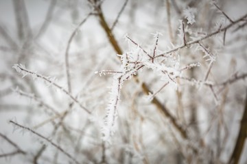 Wall Mural - Winter abstract macro of rime on plants