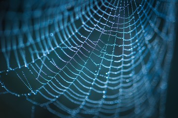 Wall Mural - Spider web with dew droplets in big close up
