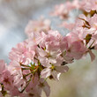Cherry blossom florets close up