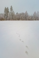 Wall Mural - Winter foggy landscape in polish countryside