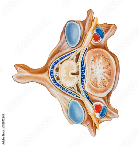 Fotografía Spine - Normal Vertebra and its surroundings (top view).
