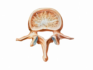 Spine - Second Lumbar Vertebra (L2, top view).