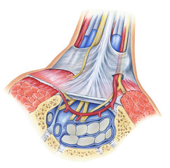 Carpal Tunnel Syndrome is medial nerve compression at the wrist and has a variety of causes such as repetitive stress, resulting in overuse micratrauma, physical injury.