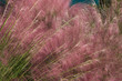 Pink ornamental hair grass Muhlenbergia cappilaris