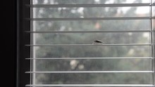 Stink Bug Walking On Window Blind (pentatomoidea Species)