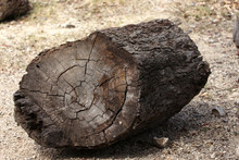 Large Log