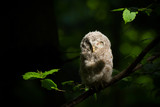 Ural owl (Strix uralensis) - Puszczyk uralski