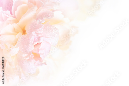 A gorgeous floral background with delicate petals of a blooming peony Wallpaper Mural