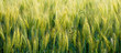 © Christopher Boswell - Close Up Whole Grains Real Food Growing in Farmers Field