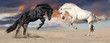 Two beautiful horse portrait in motion rearing up against sunset sky in desert dust. Black and white horses banner for website